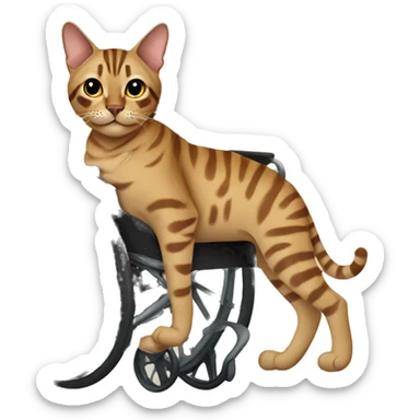 Tan bengal cat in a wheelchair sticker