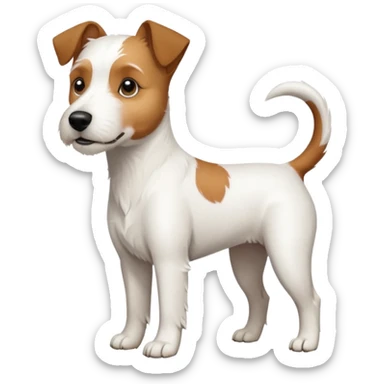 a full body large white parson russell terrier looking dog the size of a kelpie with light brown ears and a light brown patch on one eye and a large snout sticker