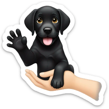 sitting black labrador puppy makes high five with one paw sticker