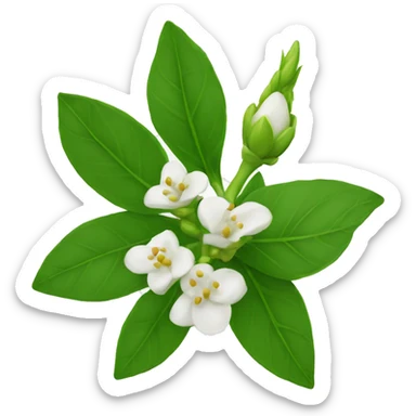 Jasmin buds with green leaves sticker