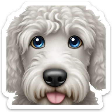 Black and white labradoodle with one blue eye sticker