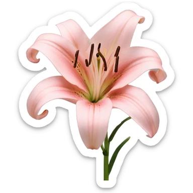 light pink lilium sticker