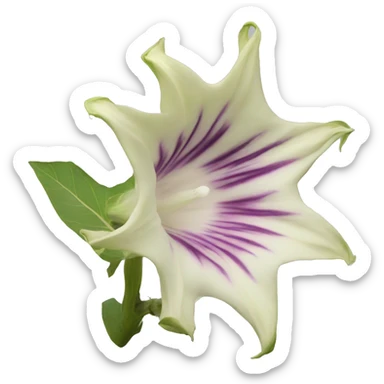 Datura flower sticker