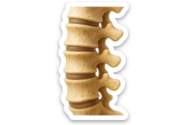 rappresenta con 3 emoji stile iphone di un piccolo tratto di spina dorsale, iperealistico 4k sticker