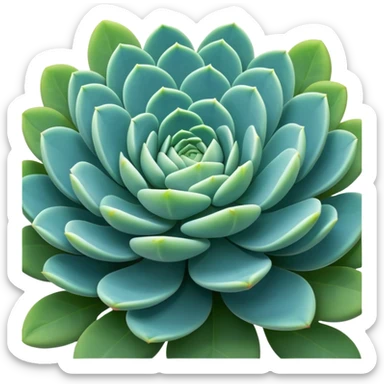 Sedum Pachyphyllum succulent plant with blue-green thick leaves sticker