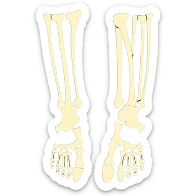 skeleton foot with visible bones, anatomical bone structure of human foot sticker