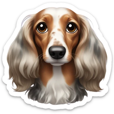 Long-haired marble dachshund sticker
