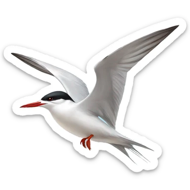 Common tern  sticker
