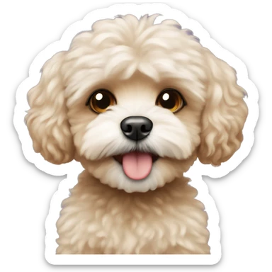 Maltipoo with a small monkey sticker