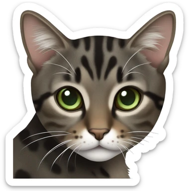 Dark brown and black and dark grey tabby dark brown black spotted with white paws cat with brown-green eyes and white neck sticker