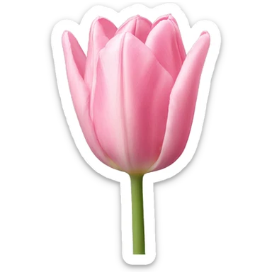 light pink tulip sticker