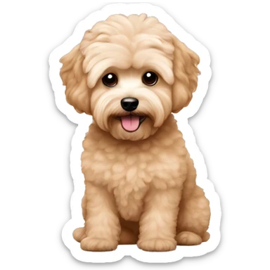 Apricot maltipoo sticker