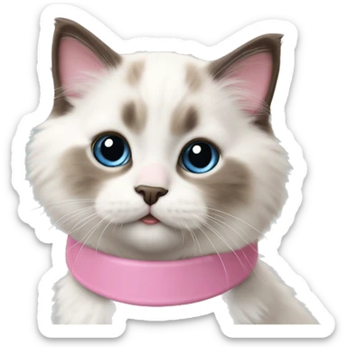 cute ragdoll kitten realistic with a pink collar sticker