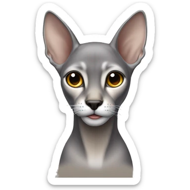 Silver Abyssinian missing left ear sticker