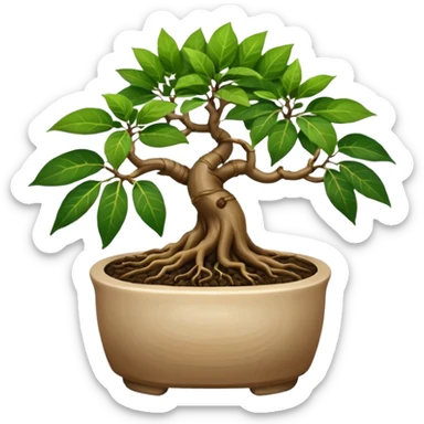 BONSAI DI FICUS GINSENG 
 sticker