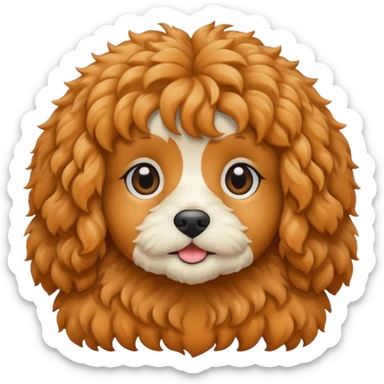 Cavapoo  apricot no white sticker