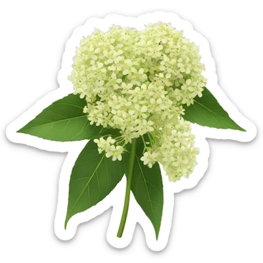 elderflower sticker