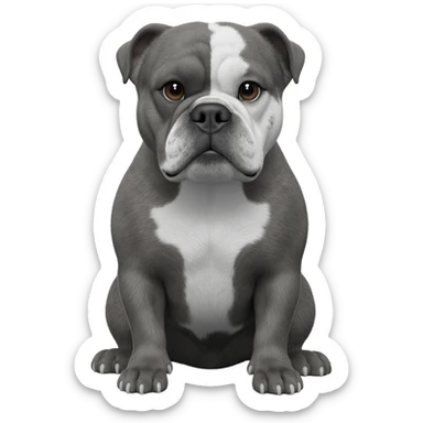 senior Gray English bulldog sitting in his paws with white color on his face sticker