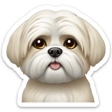 Cream shi Tzu with one eye sticker