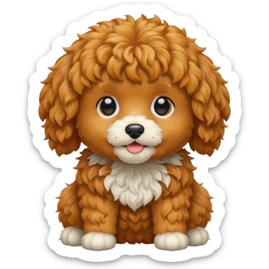 Cavapoo  apricot no white sticker