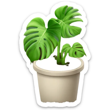 A monstera plant in soil with no pot sticker