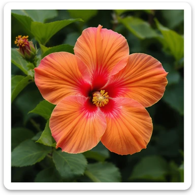 Realistic hibiscus flower with warmer orange and more hot pink petals, no stem, summery, photorealistic, no background, soft natural lighting, detailed botanical illustration, macro photography style. sticker