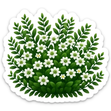 A dense bush with dark leaves and a curved organic shape with small white flower sticker