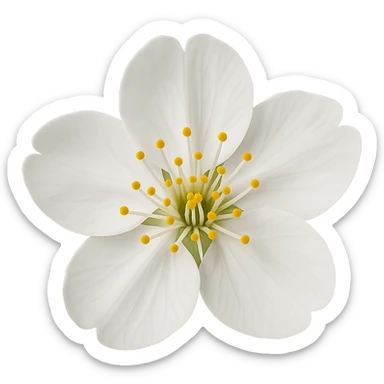 show  one white cherry blossom without a stem , remove background sticker