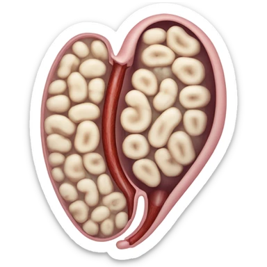 Kidney and urethra  sticker