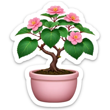 Begonia bonsai sticker