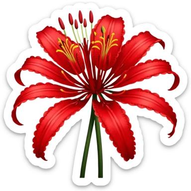 Lycoris Radiata red spider lily flower close-up sticker