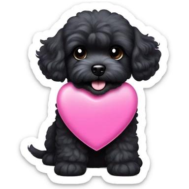 Black maltipoo dog sticking out tongue and happy with a blue collar that has a pink heart tag sticker