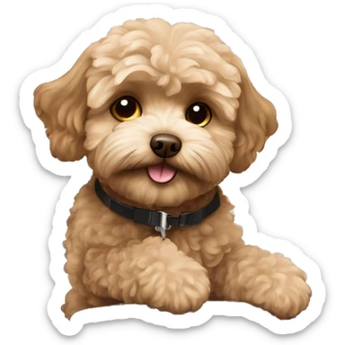 Brown Maltipoo in airplane sticker