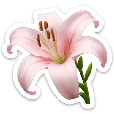 light pink lilium sticker