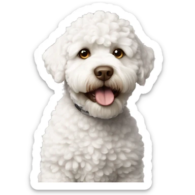 lagotto-romagnolo white sticker