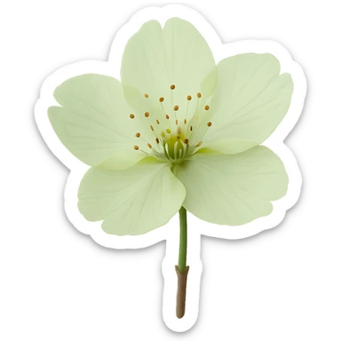 show  one green cherry blossom, remove background sticker