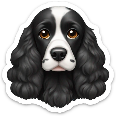 Black Cocker spaniel with a white chin sticker
