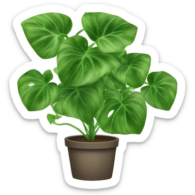 Pothos trailing plant sticker