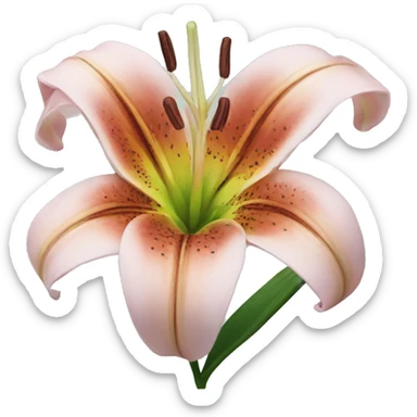 lily  sticker