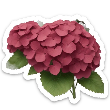 Wine red hydrangeas  sticker