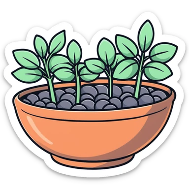 Shallow ceramic dish garden with Plectranthus Verticillatus sprouts featuring circular penny-shaped leaves arranged with decorative stones sticker