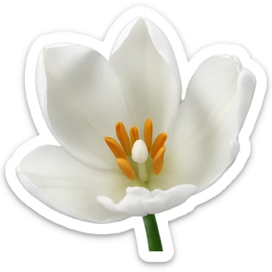 White tulips  sticker