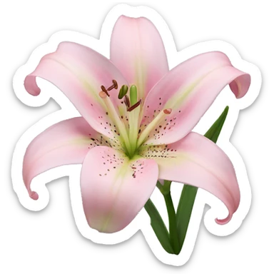 light pink lilium sticker