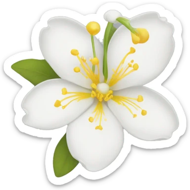  Jasmine flowers white petals and yellow center of stamens. sticker