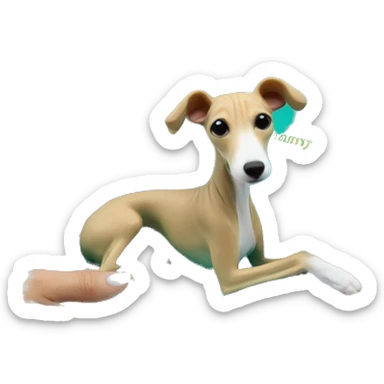 beige Italian greyhound in Tiffany blue gift box sticker