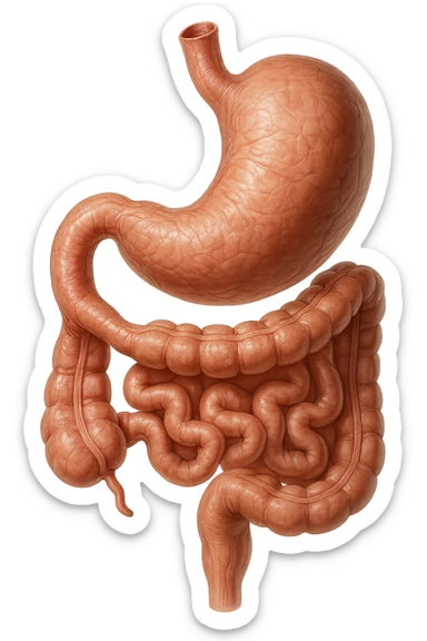 stomaco e intestino sono collegati, colore naturali, iperrealistico 4k sticker