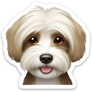 Havanese dog,mostly cream,duo color with some brown on the esrs sticker