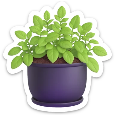 Small sprouts of Plectranthus Verticillatus with extremely round perfect circle leaves growing in a shiny metallic pot sticker