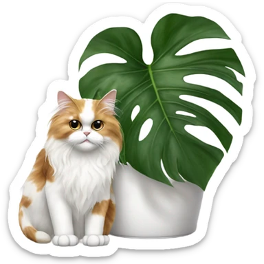 Calico persian cat beside monstera plant with 4 matured leaves in white pot sticker