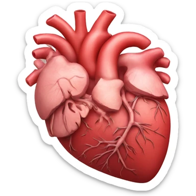 Human anatomy of the heart sticker